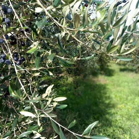 Monolocale Per Due Le Pinete A *