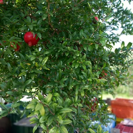 Monolocale Per Due Le Pinete A * Riotorto